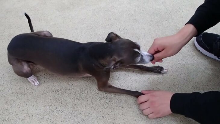 犬の幼稚園 れもんちゃんとトレーニング