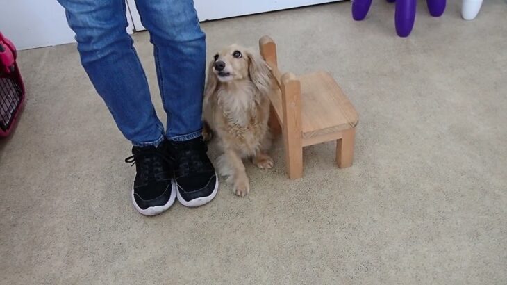 犬の幼稚園 ナノちゃんとトレーニング