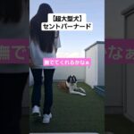 しつけ済みの超大型犬💕を甘やかすとこうなる⚠️