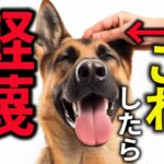 犬が飼い主をバカにしているときに見せる仕草５選