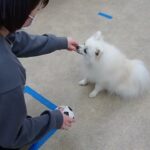 犬の幼稚園 ユパくんとトレーニング