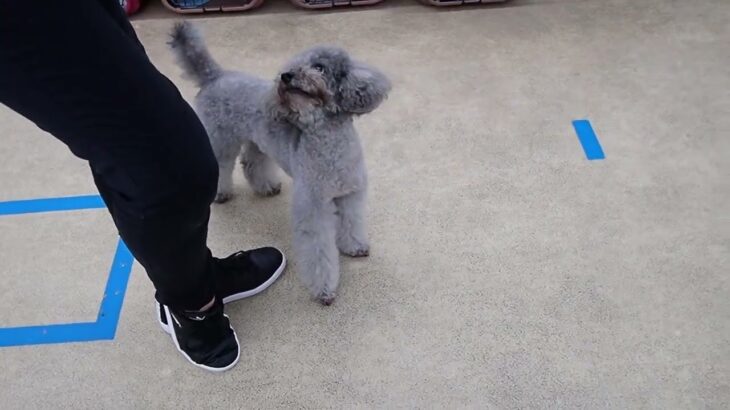 犬の幼稚園 輪くんとトレーニング