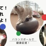 見て見て！バランスボールでこんなの出来ちゃうよ！！#犬　#バランスボール　#健康