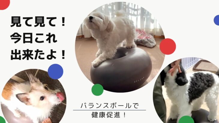 見て見て！バランスボールでこんなの出来ちゃうよ！！#犬　#バランスボール　#健康