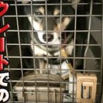 【柴犬】【問題のある犬】【ビーグル犬】【多頭飼育】室内フリーのお留守番から一転して、柴犬とビーグル犬、それぞれのハウスに入ってお留守番をする様子と飼い主の思い。