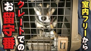 【柴犬】【問題のある犬】【ビーグル犬】【多頭飼育】室内フリーのお留守番から一転して、柴犬とビーグル犬、それぞれのハウスに入ってお留守番をする様子と飼い主の思い。