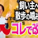 【犬しつけ】散歩中に興奮して飼い主に噛みつく柴犬。コレで改善してください【プロドッグトレーナー 】