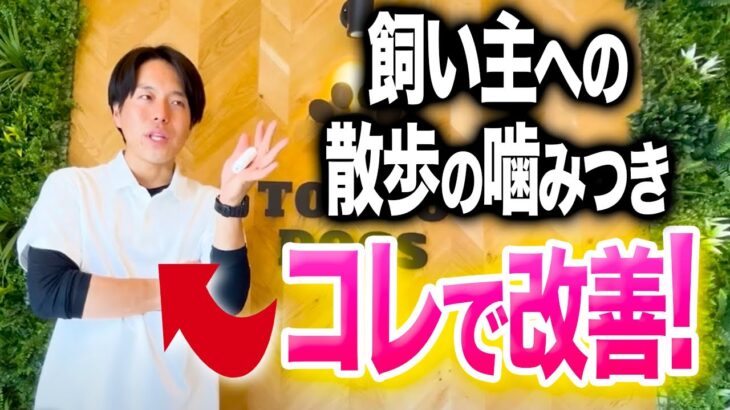 【犬しつけ】散歩中に興奮して飼い主に噛みつく柴犬。コレで改善してください【プロドッグトレーナー 】