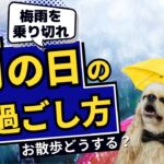 愛犬との梅雨の過ごし方【犬のしつけ】