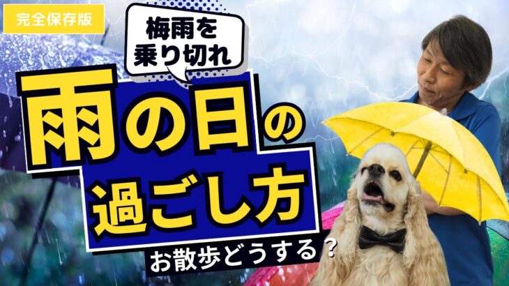 愛犬との梅雨の過ごし方【犬のしつけ】