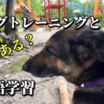 犬のしつけと英語力は関係ある？