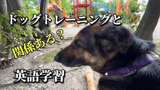 犬のしつけと英語力は関係ある？