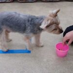 犬の幼稚園 シナモンくんとトレーニング