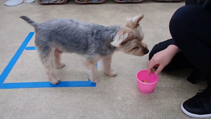 犬の幼稚園 シナモンくんとトレーニング