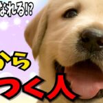 【犬が心から なつく人の特徴５】”犬の心をつかむ なつかれる人の秘訣を解説  #犬のしつけ #犬の健康