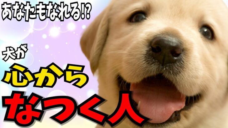 【犬が心から なつく人の特徴５】”犬の心をつかむ なつかれる人の秘訣を解説  #犬のしつけ #犬の健康