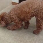 犬の幼稚園 つむぎちゃんとトレーニング