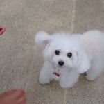 犬の幼稚園 バニラちゃんとトレーニング