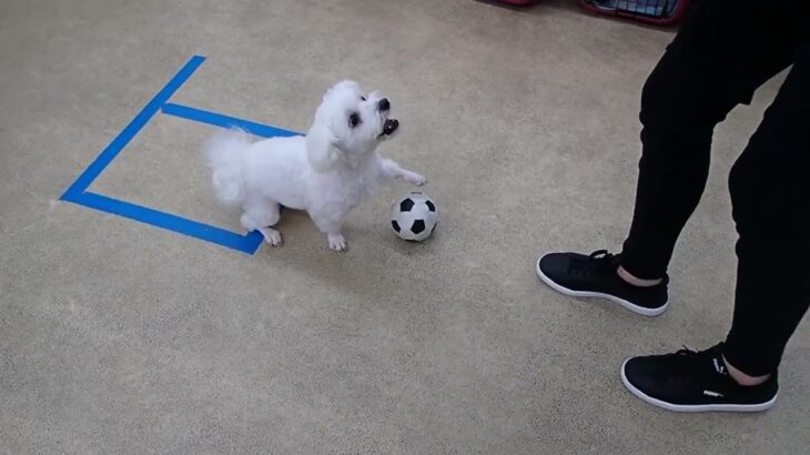 犬の幼稚園 華ちゃんとトレーニング