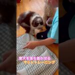 ※説明欄見てね！【愛犬を落ち着かせるマットトレーニング】