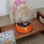 犬の幼稚園 空ちゃんとトレーニング