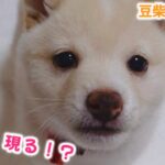 【豆柴犬】赤ちゃんが初めてしつけの練習をしたら奇跡が起きました！   ”子犬と癒し” まめしば亭ブログvlog