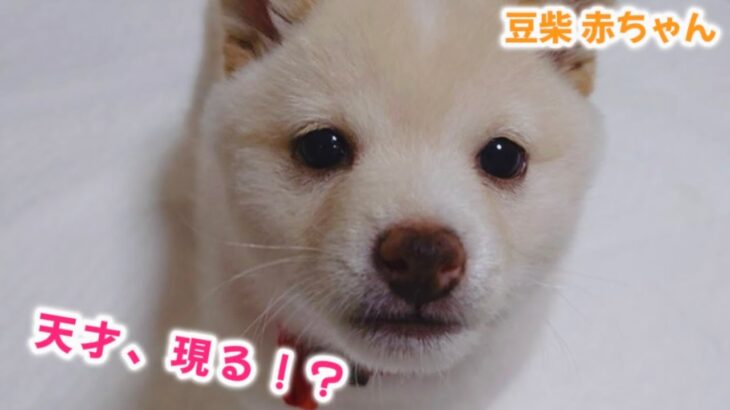 【豆柴犬】赤ちゃんが初めてしつけの練習をしたら奇跡が起きました！   ”子犬と癒し” まめしば亭ブログvlog