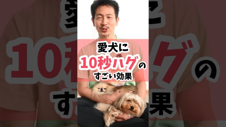 愛犬に10秒ハグのすごい効果#犬のしつけ #dog #犬