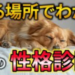 【完全解説】犬が眠る場所で読み解く性格と心理11選