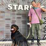 【犬生180°転換】保健所職員を襲って殺処分ロットワイラーのスタバデビュー