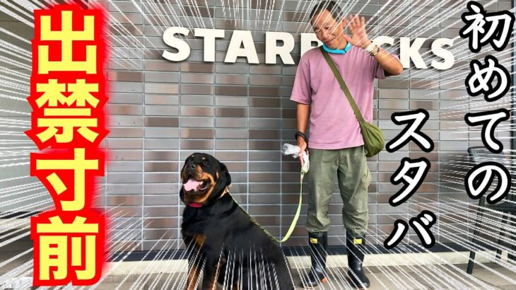 【犬生180°転換】保健所職員を襲って殺処分ロットワイラーのスタバデビュー