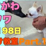 ぶさかわチワワりん。生後198日しつけ教室