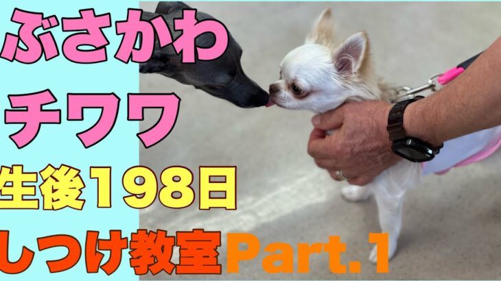 ぶさかわチワワりん。生後198日しつけ教室