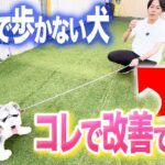 【犬しつけ】散歩で動かない犬はコレで改善！理由はこの2つです【プロドッグトレーナー】