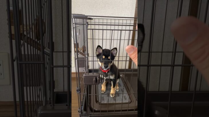 2024.7. 29  豆柴うみ君　トイレのしつけが難しい　#絆犬#良犬#神犬#キャンプ犬#柴犬#豆柴#子犬#仔犬#犬のいる生活#shibadog #shibainu#shiba ken