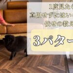 【犬のしつけ】伏せの教え方3パターン