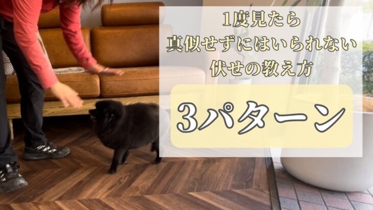 【犬のしつけ】伏せの教え方3パターン