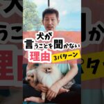 犬が言うことを聞いてくれない理由3つのパターン#犬のしつけ #dog #犬のいる暮らし