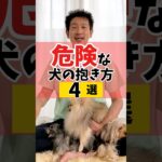 危険な犬の抱き方4選#犬のしつけ #dog #犬のいる暮らし