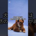 犬のペロペロ行動の秘密！知って得する雑学5選 #犬のしつけ #ゴールデンレトリバー #しつけ #ペットケア #大型犬 #犬飼いたい