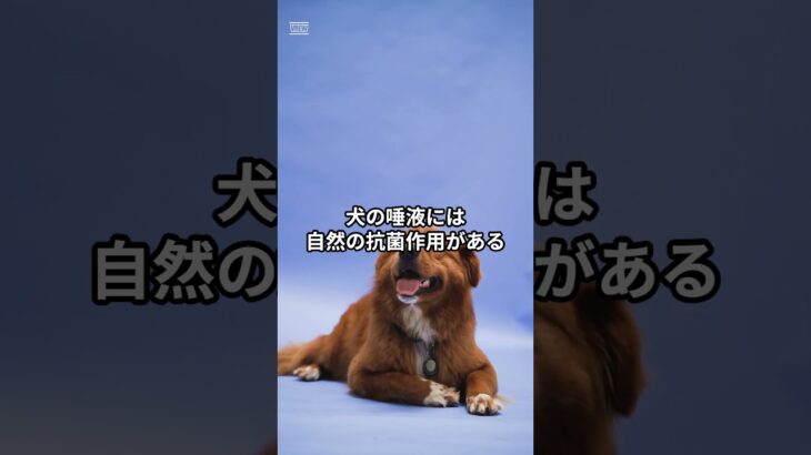 犬のペロペロ行動の秘密！知って得する雑学5選 #犬のしつけ #ゴールデンレトリバー #しつけ #ペットケア #大型犬 #犬飼いたい