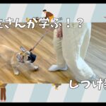 【飼い主さんが学ぶしつけ教室：5回目】フレンチブルドッグ – Toki –