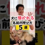 【知らないと損】犬に懐かれる名前の呼び方5選#犬のしつけ #dog #犬のいる暮らし