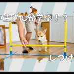 【飼い主さんが学ぶしつけ教室：6回目】ウェルシュコーギー – Pal –