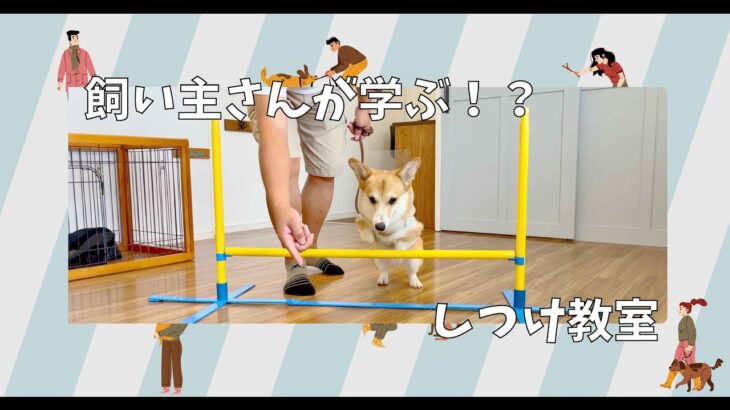 【飼い主さんが学ぶしつけ教室：6回目】ウェルシュコーギー – Pal –