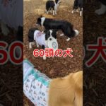 犬が60頭【ドッグラン保育園】　#nikukyuclub#犬の学校#しつけ教室#犬#🐕#ドッグラン