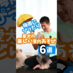 【梅雨にピッタリ】愛犬の楽しい室内あそび6選#dog #犬のしつけ #犬のいる暮らし