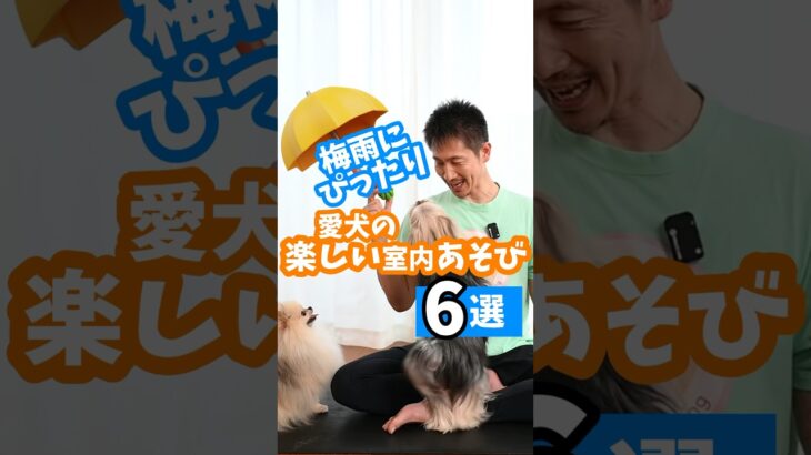 【梅雨にピッタリ】愛犬の楽しい室内あそび6選#dog #犬のしつけ #犬のいる暮らし