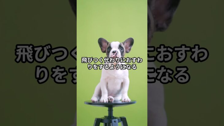 犬が飛びつく本当の理由！興味深い雑学7選 #犬のしつけ #柴犬 #しつけ #ペットケア #犬のいる生活 #犬飼いたい