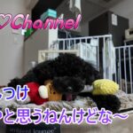 Lulu Channel トイプー♡ルル、家のなか編１（しつけ？）